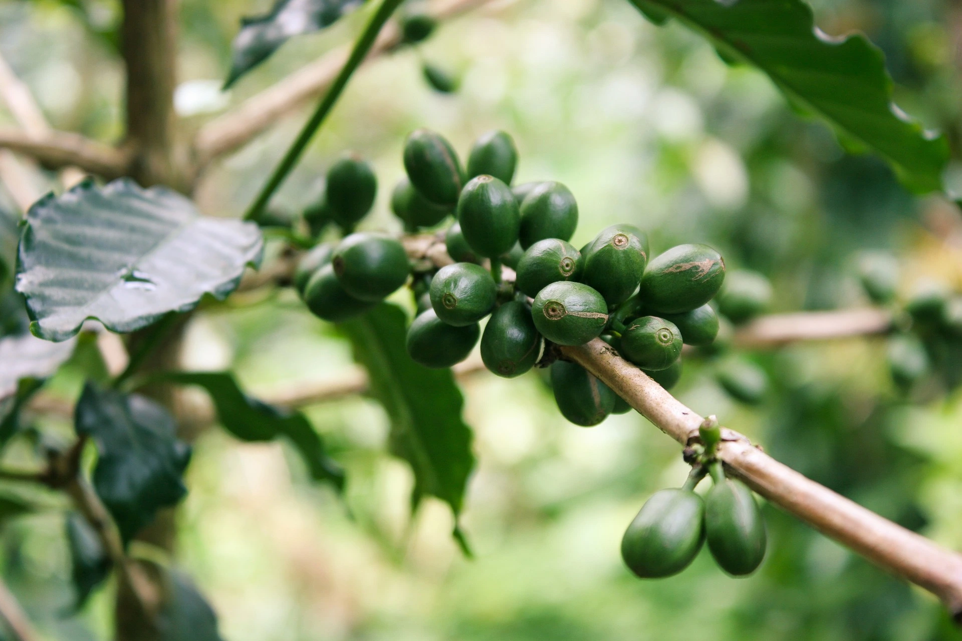حبوب البن تنمو على شجرة: القهوة الخضراء.
