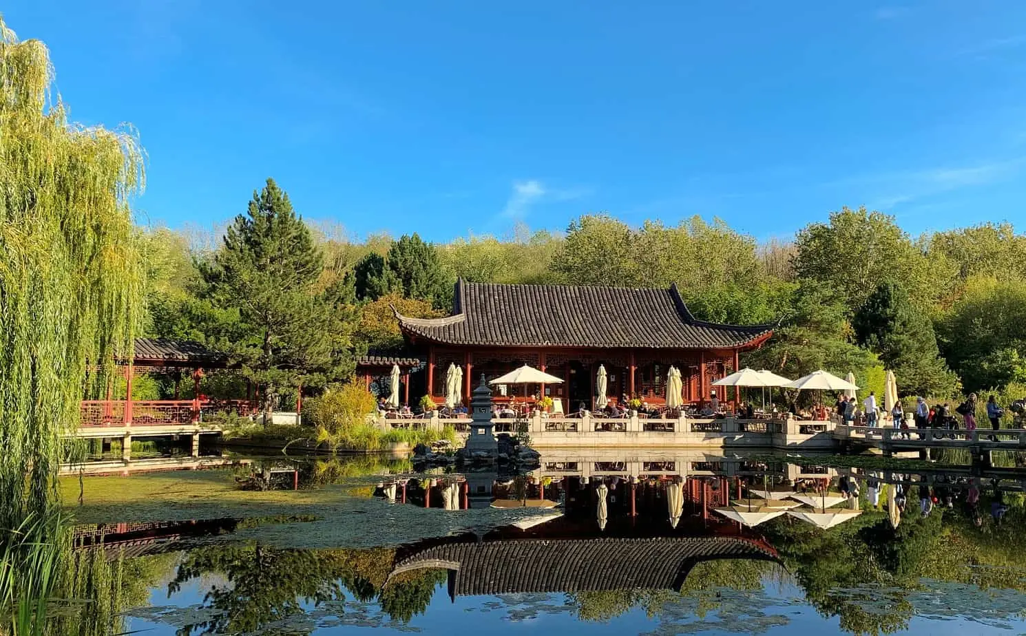 حديقة صينية بها بركة وأشجار تعرض التاريخ الغني للشاي الصيني.