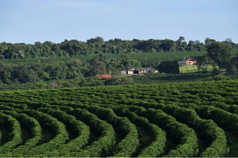 مزارع القهوة البرازيلية؛ الأشهر في العالم