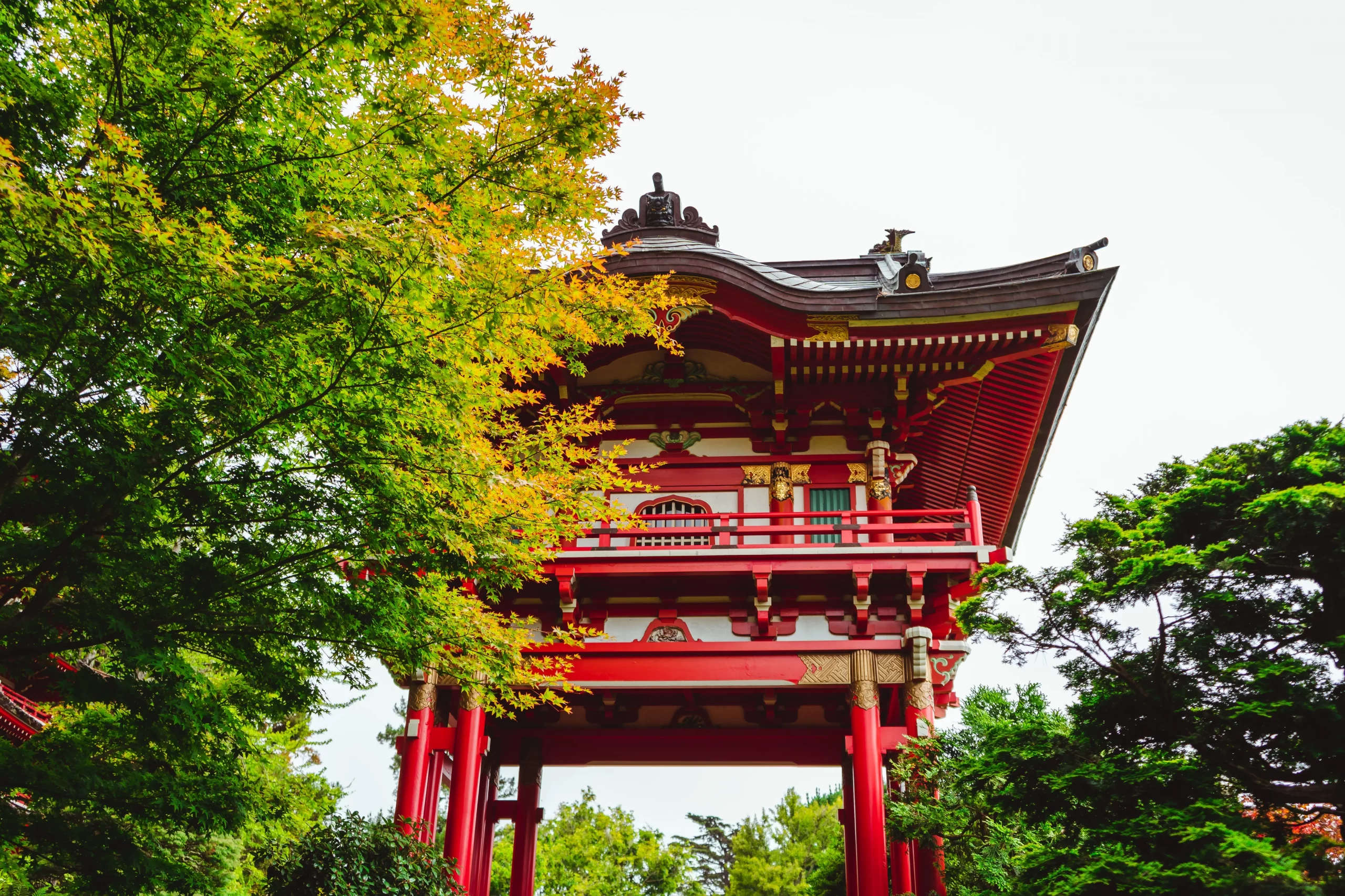 باغودة حمراء في حديقة محاطة بالأشجار في احتفال الشاي في اليابان.
