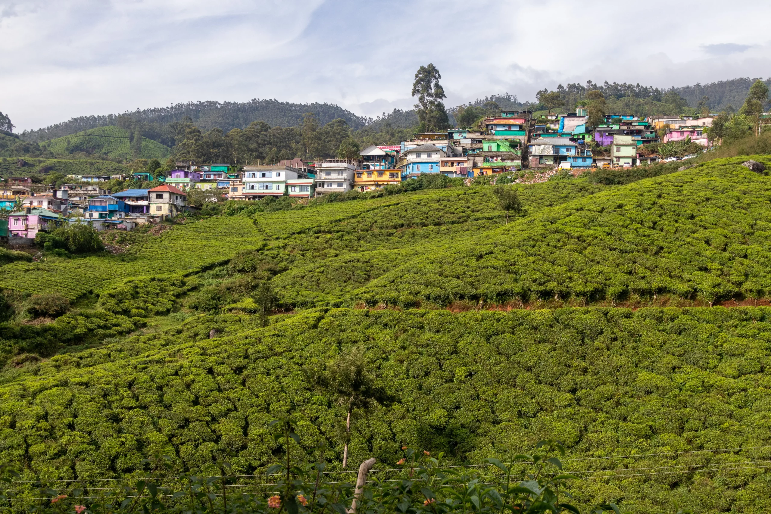 غابة الشاي في كيرالا وسري لانكا.