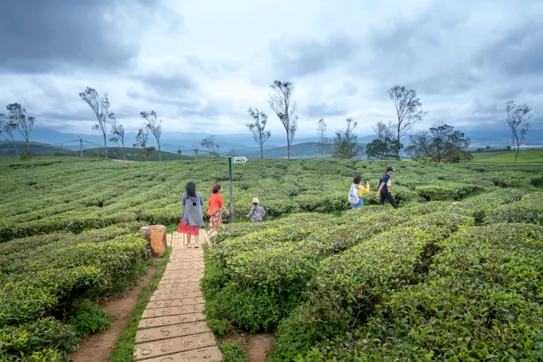 دليلك السياحي لمزارع الشاي في آسيا