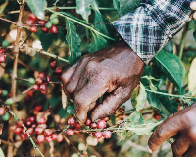 زراعة القهوة الإثيوبية