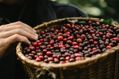 مزارع القهوة الكولومبية