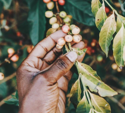 زراعة القهوة في رواندا