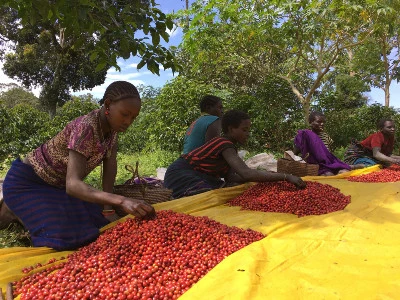 محاصيل القهوة في رواندا